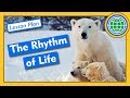 Biological Rhythms and Their Effects
