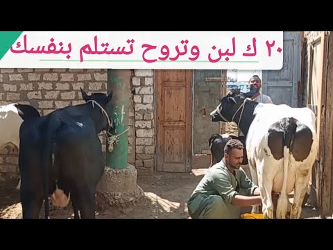 أجمل عروض البقر من الزعيم الله أكبر (وتروح تعاين قبل متشتري) صباحكم رزق ان شاء الله ١٥/ ٦/ ٢٠٢٥