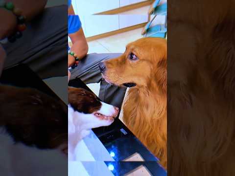 💔 Ce chien a compris que sa femelle n’était plus là ...