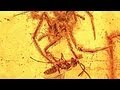 Fossil Discovery Quiz