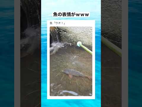 完全にウオ！の口してて草　#shorts #動物 #おすすめ