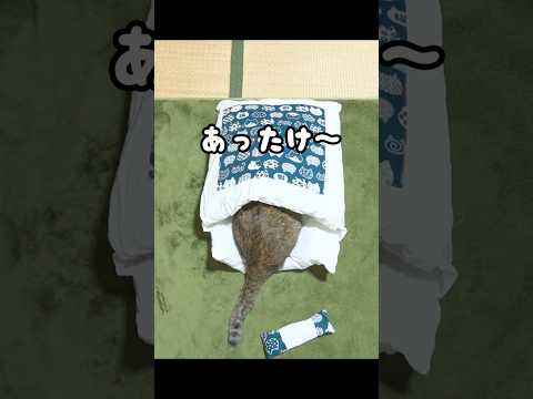 【その後】思ってた猫布団と違う…汗 #元野良猫 #面白い #猫ッチョファミリー