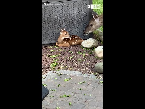 Deer shows off baby to human friend