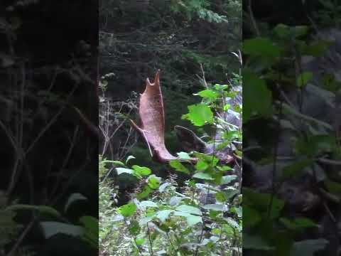MAINE MOOSE HUNT - BIG BULL!! #shorts