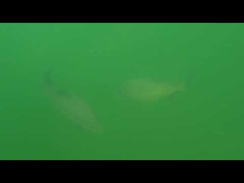 Giant FreshWater Fish ( Tambaqui ) Miami, FL, USA