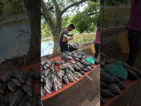 Nice!! Thilapia Fish Cutting with scissor