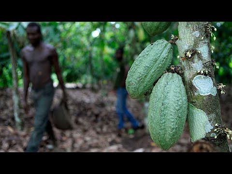 YouTube video thumbnail: Low Rainfall and Cold Temperatures Raises Fears of Crop Damage Among Ivory Coast Cocoa Farmers