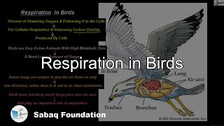 Respiration in Birds