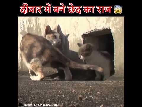 दीवार में बने छेद का राज 😲#shorts #humanity