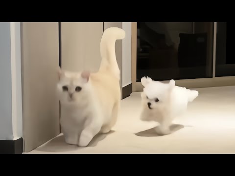 고양이 껌딱지가 되어버린 강아지