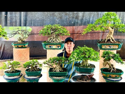 QUAN LÊ 20/7 chào bán lô bonsai Mai Chiếu Thủy, Linh Sam, Tùng La Hán, Nguyệt Quế Nu, Đơn Vàng