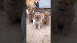 Cute puppies