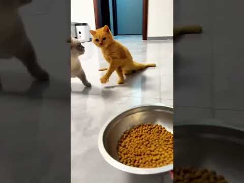 Tác hại của rượu bia 😄😄 #reviewvui #vuive #haihuoc #minhtv