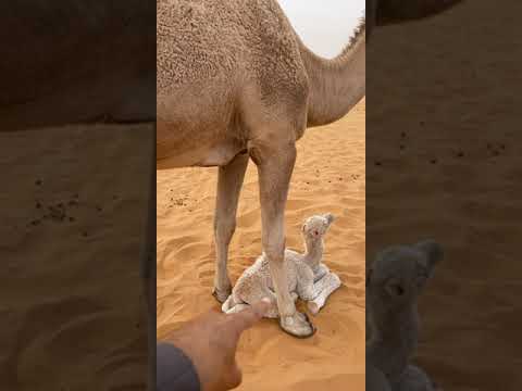هل الحيوان عندة حنان ؟