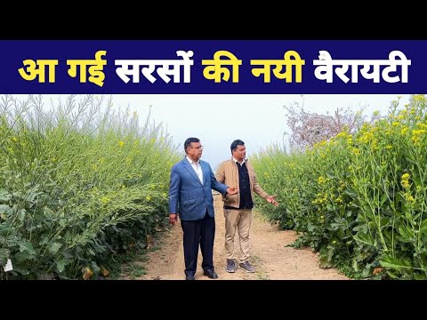 सरसों की नई टॉप वैरायटी | mustard farming | RH 1975 RH 1706 RH 1424 RH 725  Mustard Verities