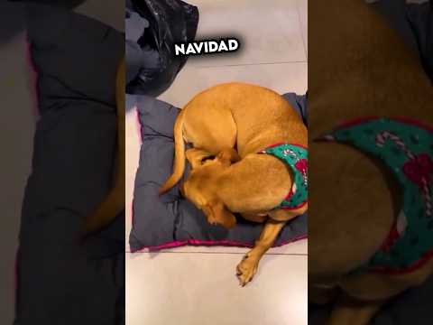 As铆 fue la reacci贸n de este Perro cuando le regalan una Cama 馃ズ鉂わ笍
