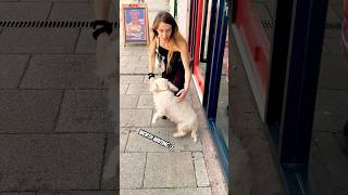He waited so long for her :) #dogshorts  #dogvideos #dogsofinstagram #doglove #dog #dogs #walk