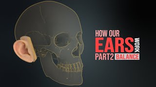 How the Human Ear Works! Part 2 - Sense of Balance (Animation)