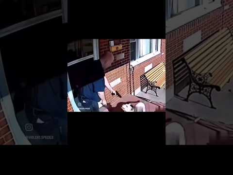 Guy shows restraint when pitbull goes after his cat #NotTodayDoggy #BadDog #almostdied