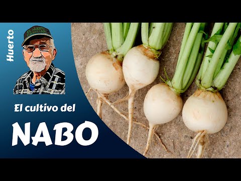 EL NABO: cultivo completo del nabo en tu huerto