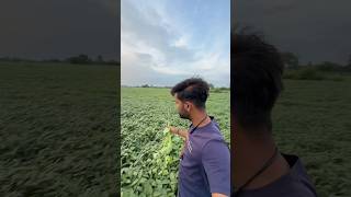 सोयाबीन में खुर्पे निकालते ही कड़ी काचरी जैसे खरपतवार 70-80% तक कंट्रोल! 🌱💪