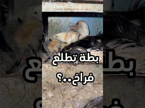 حطيت بيض فراخ تحت البطة…!؟ #explore #اكسبلور #نباتات #علوم_الزراعه #زراعة #اشجار #بيض