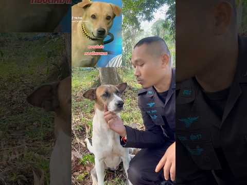 ผมก็หลงครับ หลงมา6ปีแล้ว😊ไม่มีใครตามหาเลย จะอยู่ที่นี่แหละครับไม่ไปไหน🐕ยาวภูเขา#อ้ายสิงห์เสียเส้น