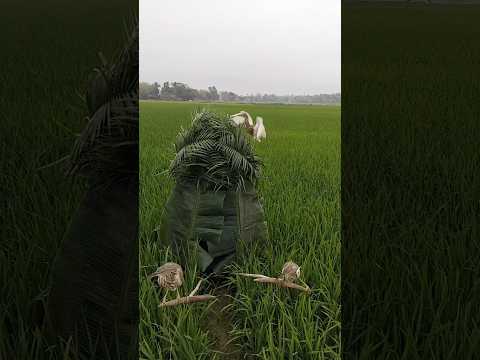 সাদা বক#😈#super #comedy #shorts #youtube #viralvideo