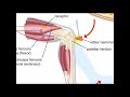 Patellar Reflex Mechanism and Functions