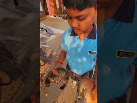 பூனை. உங்கள் வீட்டில் குட்டி போட்டால் என்ன செய்வது..