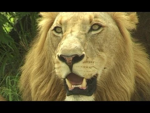 Man Charges Lion Pride to Save Himself.