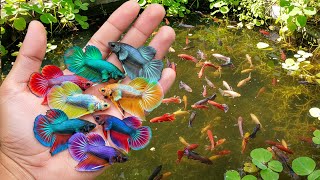Amazing Catch Wild Ornamental Fish By Hand, Red Betta, Butterfly Betta, Koi Betta Fish