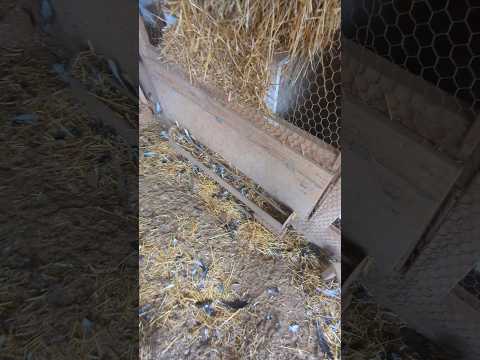What Made A Nest Inside The Chicken Feeder? #backyardchickens