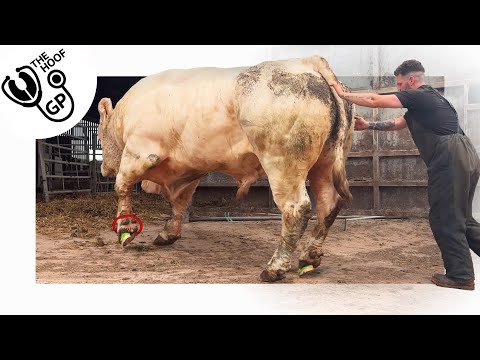 this BULL has a HUGE PROBLEM with his feet!!!!!