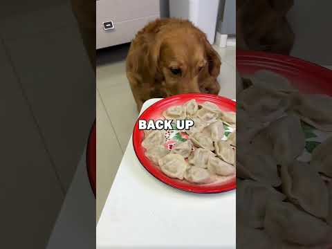DOG LOVES DUMPLINGS! #pets #dogs