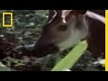African Rainforest and the Okapi
