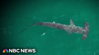YouTube video thumbnail: Record Shark Sightings Reported at Popular New York Beach