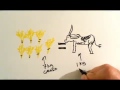 Environmental Impact of Veganism