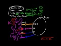 Dendritic Cells in Immunology