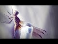 Dragonfly: The Efficient Predator