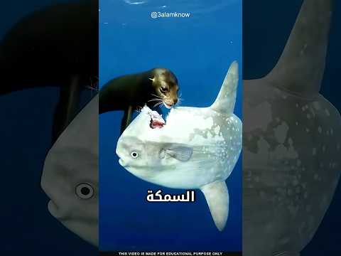 ما سر سمكة الشمس