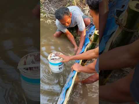 update seminggu bendungan tradisional dijebol sama orang usil #jamandulu #Bendungan #sungai #ikan