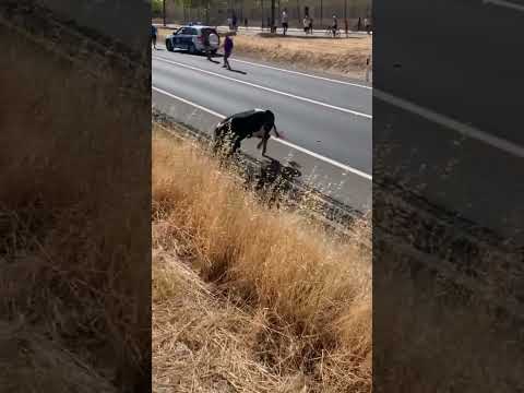 Toro vs moto parte II