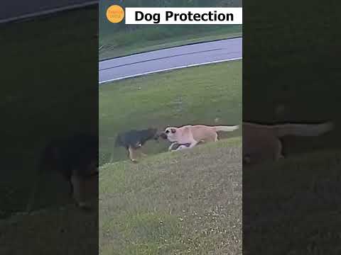 German shepherd saves six-year-old from being attacked by another dog