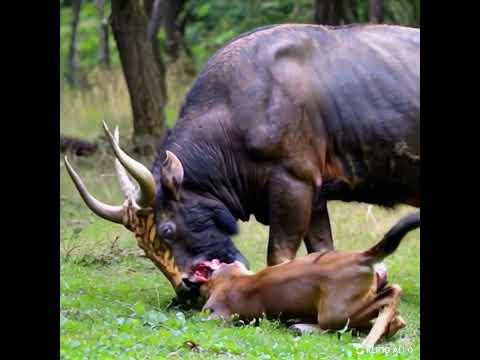 THIS BUFFALO IS TERRIBLE - #ai #shortvideo #horrorstories #memes #animals #monster #viralvideo