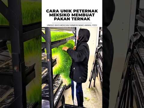 CARA UNIK PETERNAK MEKSIKO MEMBUAT PAKAN TERNAK: UNIQUE WAYS MEXICAN FARMERS MAKE ANIMAL FEED