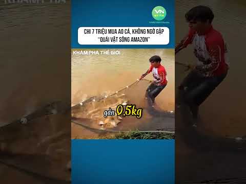 Chi 7 triệu mua ao cá, không ngờ gặp “quái vật sông Amazon” #shorts #khamphathegioithuvi