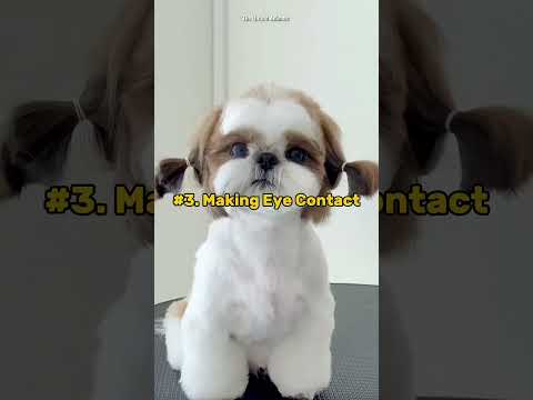 Signs Your Dog Loves You ❤️
