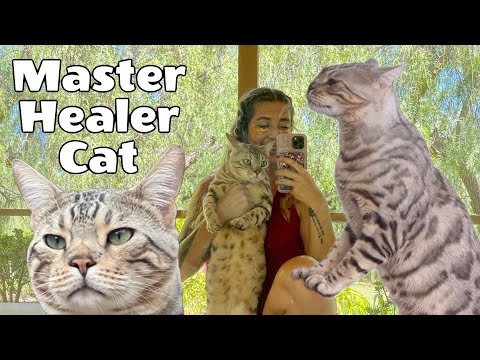 My Bengal Cat Has Healing Powers: Meet Sekhmet