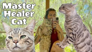Cat with Healing Powers: Meet Sekhmet